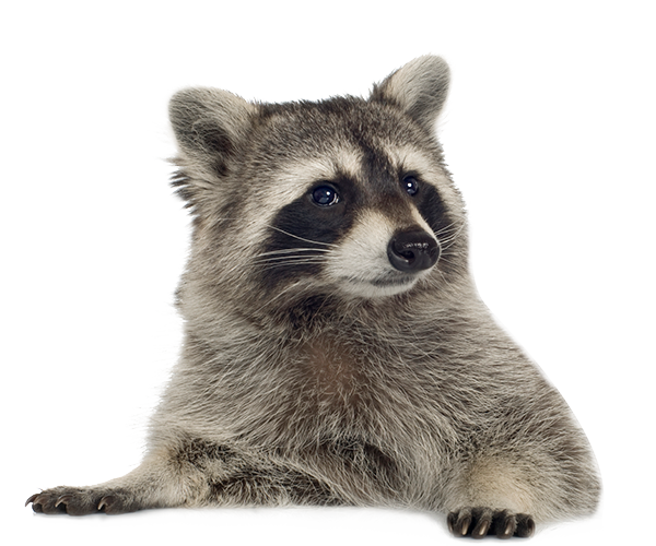 racoon